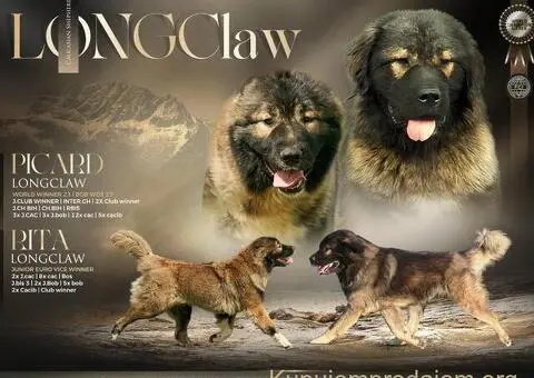 Kavkaski ovčar prelepi štenci - 11/11