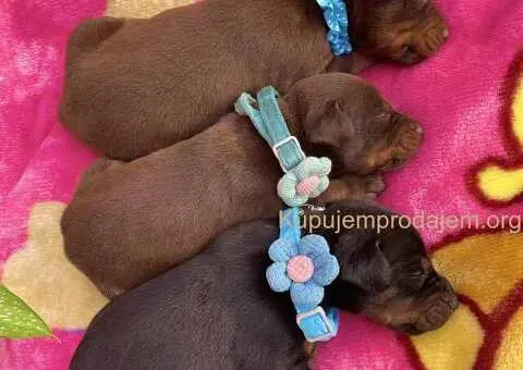 Doberman prelepi stenci - 1/12