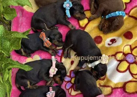 Doberman prelepi stenci - 2/12
