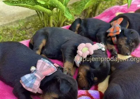 Doberman prelepi stenci - 3/12