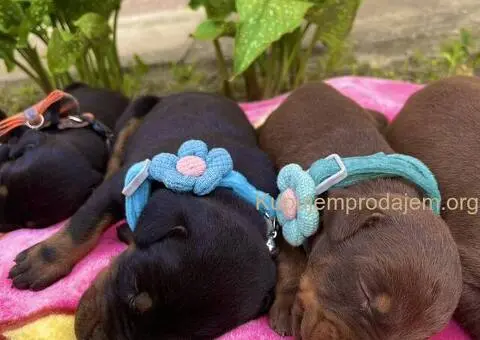 Doberman prelepi stenci - 4/12