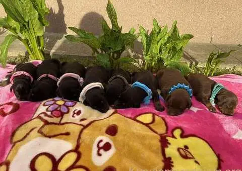 Doberman prelepi stenci - 5/12