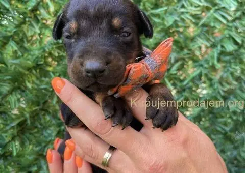 Doberman prelepi stenci - 6/12