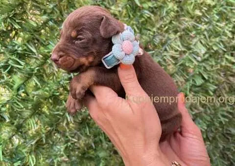 Doberman prelepi stenci - 7/12