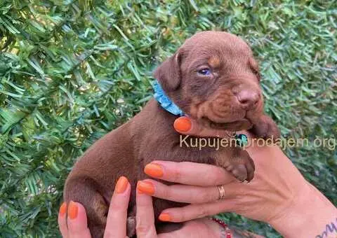 Doberman prelepi stenci - 8/12