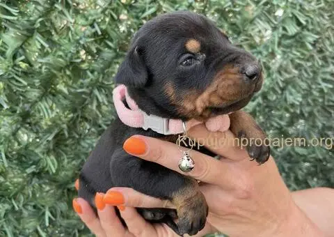 Doberman prelepi stenci - 9/12