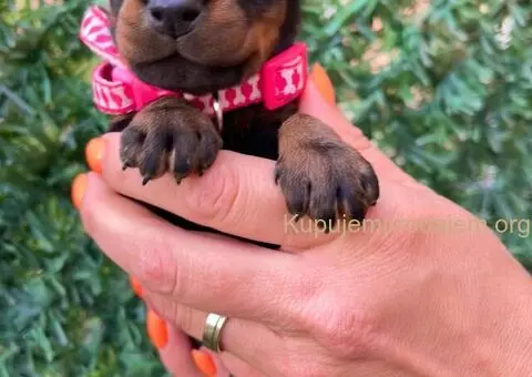 Doberman prelepi stenci - 10/12