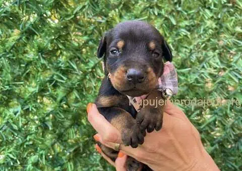 Doberman prelepi stenci - 11/12