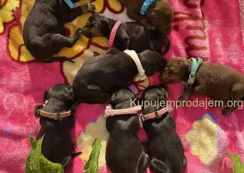 Doberman prelepi stenci - 12/12