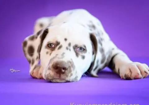 Dalmatinski pas, vrhunski štenci, iz odgajivačnice MEDIOLANUM iz Niša - 4/5