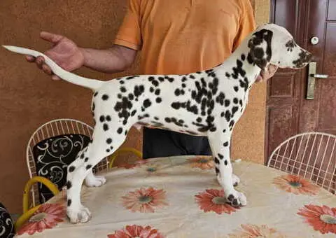 Dalmatinski pas, vrhunski štenci, iz odgajivačnice MEDIOLANUM iz Niša - 5/5