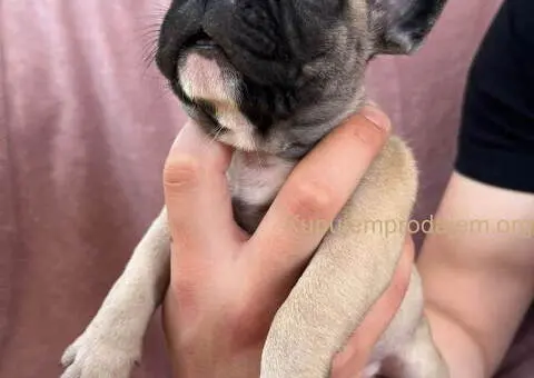 Na prodaju štenci francuskog BULDOGA - 1/11