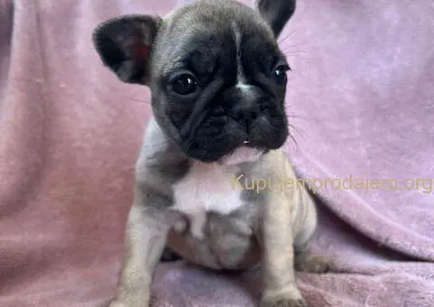 Na prodaju štenci francuskog BULDOGA - 2/11