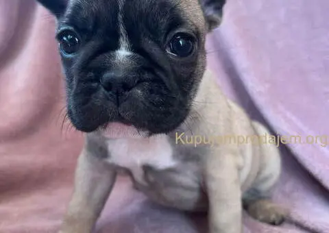 Na prodaju štenci francuskog BULDOGA - 3/11