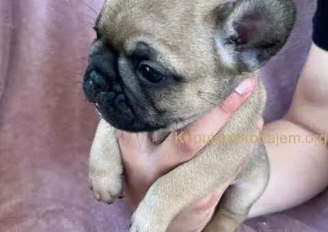 Na prodaju štenci francuskog BULDOGA - 4/11