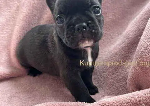 Na prodaju štenci francuskog BULDOGA - 5/11