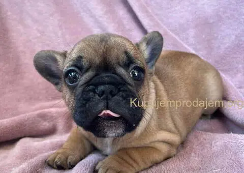Na prodaju štenci francuskog BULDOGA - 6/11