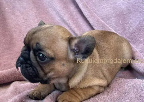 Na prodaju štenci francuskog BULDOGA - 7/11