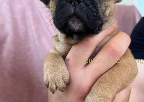 Na prodaju štenci francuskog BULDOGA - 8/11