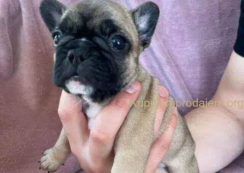Na prodaju štenci francuskog BULDOGA - 9/11