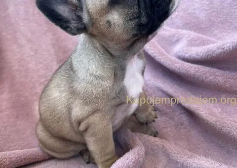 Na prodaju štenci francuskog BULDOGA - 10/11