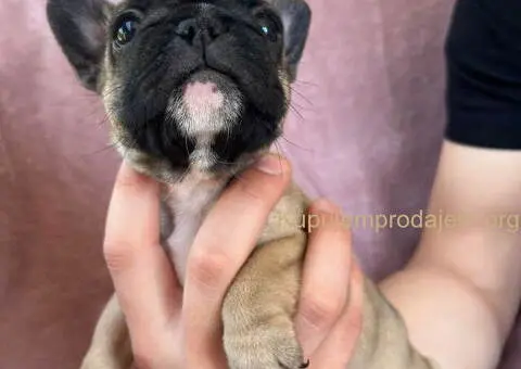 Na prodaju štenci francuskog BULDOGA - 11/11