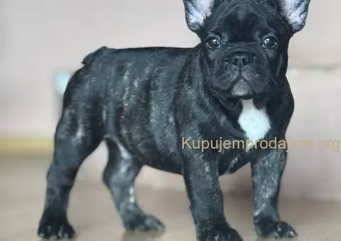 Francuski buldog prelepi štenci - 1/13
