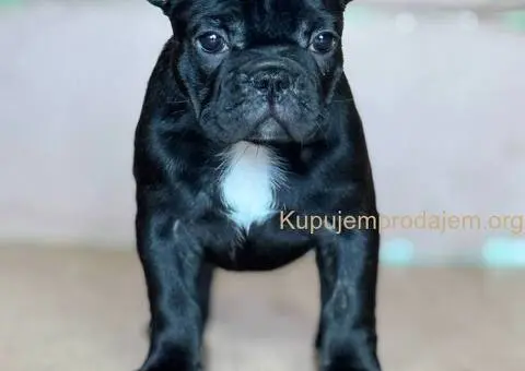 Francuski buldog prelepi štenci - 2/13