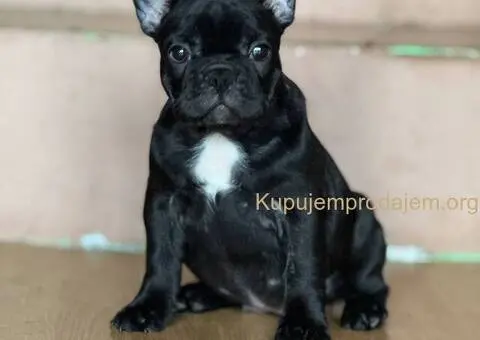 Francuski buldog prelepi štenci - 3/13