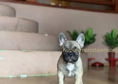 Francuski buldog prelepi štenci - 4/13
