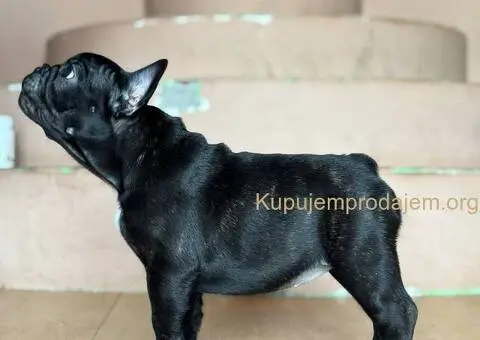 Francuski buldog prelepi štenci - 5/13