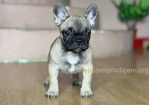 Francuski buldog prelepi štenci - 6/13