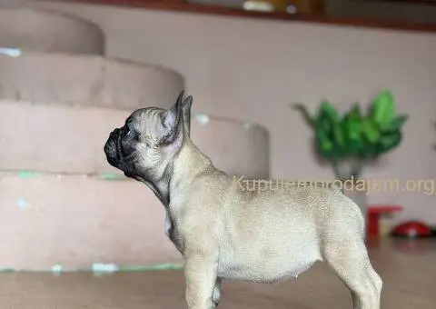 Francuski buldog prelepi štenci - 7/13