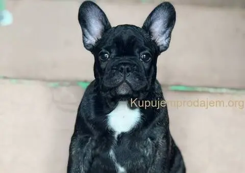 Francuski buldog prelepi štenci - 8/13