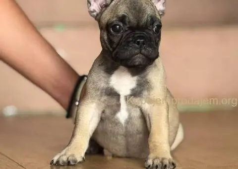 Francuski buldog prelepi štenci - 9/13