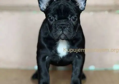 Francuski buldog prelepi štenci - 10/13