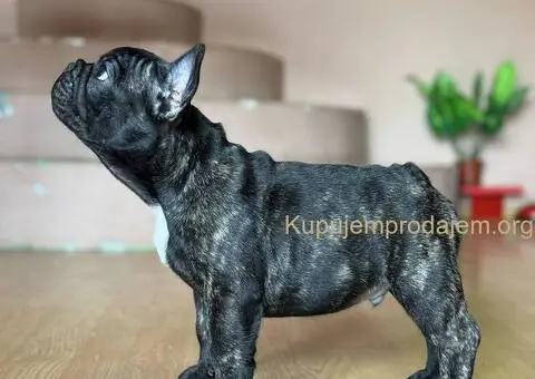 Francuski buldog prelepi štenci - 11/13