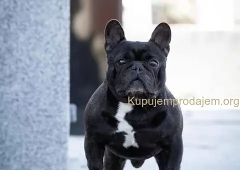 Francuski buldog prelepi štenci - 12/13