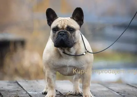 Francuski buldog prelepi štenci - 13/13