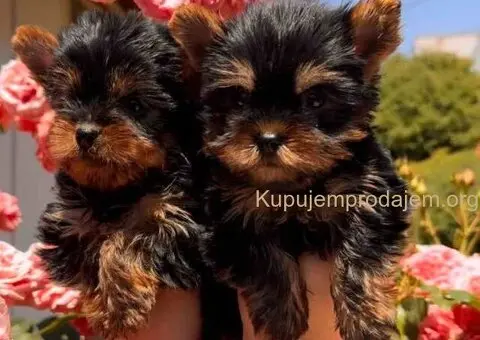 Jorkširski terijeri jorki terijeri - 3/10