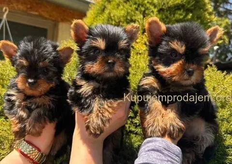 Jorkširski terijeri jorki terijeri - 5/10