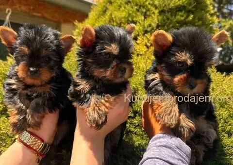 Jorkširski terijeri jorki terijeri - 6/10