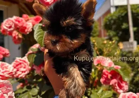Jorkširski terijeri jorki terijeri - 9/10
