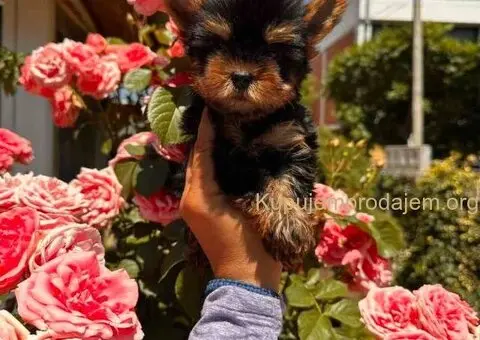 Jorkširski terijeri jorki terijeri - 10/10