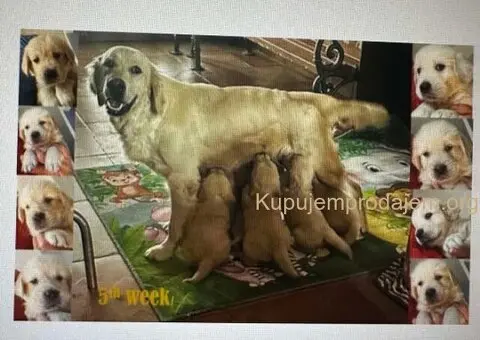 Golden Sanitacteamday - 1/5