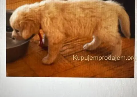 Golden Sanitacteamday - 2/5