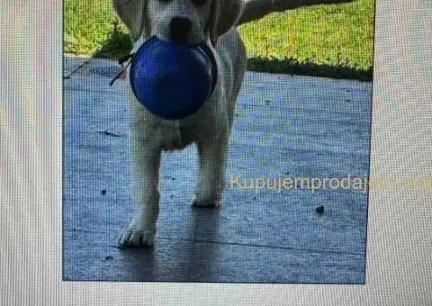 Golden Sanitacteamday - 3/5