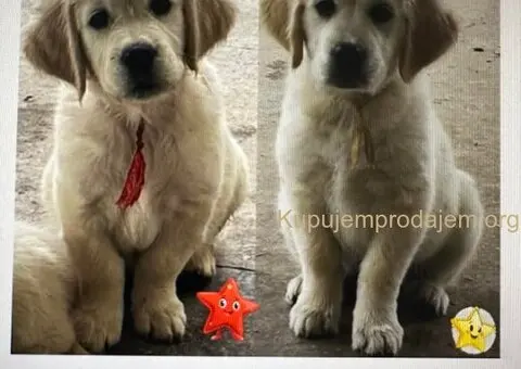 Golden Sanitacteamday - 4/5