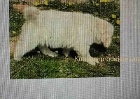 Golden Sanitacteamday - 5/5