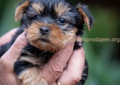Joksir terijer stenad - 2/5